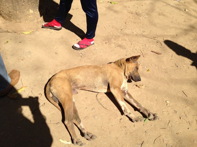 売店の脇ではワンちゃんがお昼ね<br /><br />人が通る道のど真ん中にいるけど<br />気にしていない様子