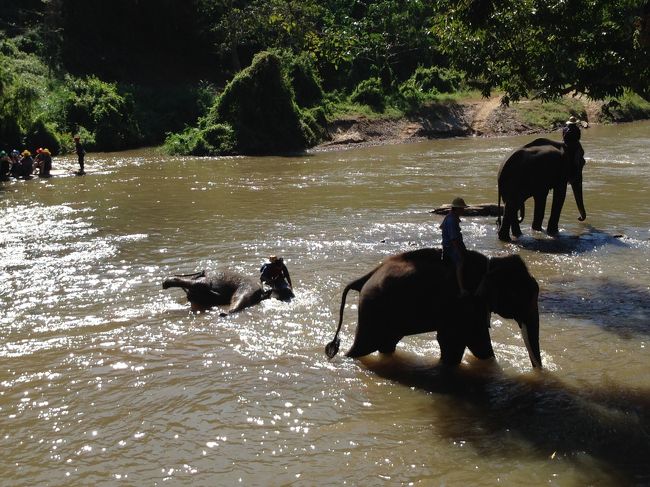 水の中で横になったりして<br />気持ちよさそう