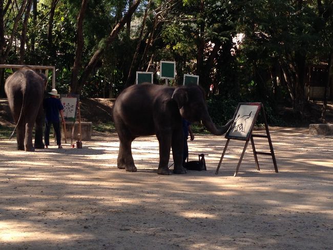 鼻で絵筆を器用に使って<br />驚くほど上手に絵を書く象たち