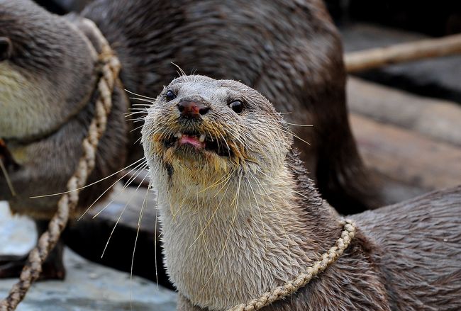 ちょうど10年後のバングラデシュ再訪 16シュンドルボン国立公園の最終日 2 滅びゆくバングラデシュのカワウソとカワウソ漁 04年ウルルン出演の美男漁師はafpのレポートにも そしてこの旅行記にも出演 シュンドルボン最後のプレゼントはガンジスカワイルカの ちょうど10年後のバングラデシュ再訪 16シュンドルボン国立公園の最終日 2 滅びゆくバングラデシュのカワウソとカワウソ漁 04年ウルルン出演の美男漁師はafpのレポートにも そしてこの旅行記にも出演 シュンドルボン最後のプレゼントはガンジスカワイルカの