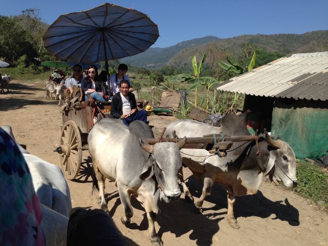 ランチの後は牛車に乗ります<br />１５分くらいでした