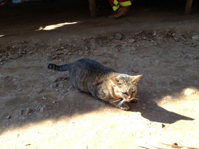 カレン族の村でトラキジ発見！