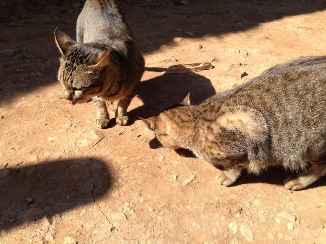 許可をいただいてシーバをあげてみる