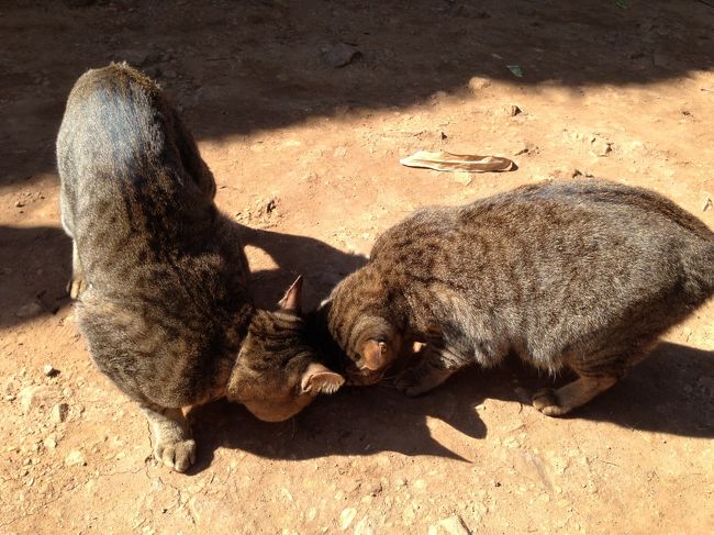 シーバを巡る激しい戦いが繰り広げられる