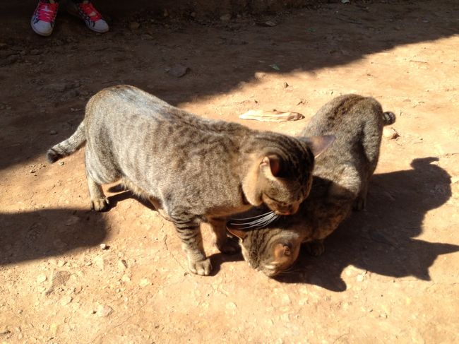 そんなにやせてないから<br />普段からいいものを食べているのであろう。
