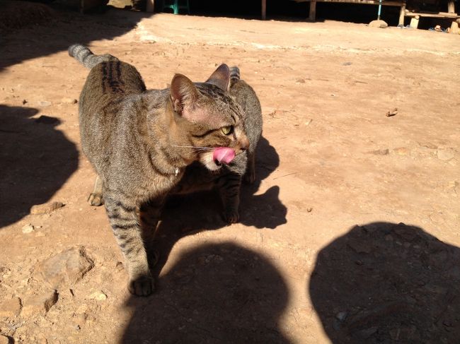 これぞ完璧な舌なめずり