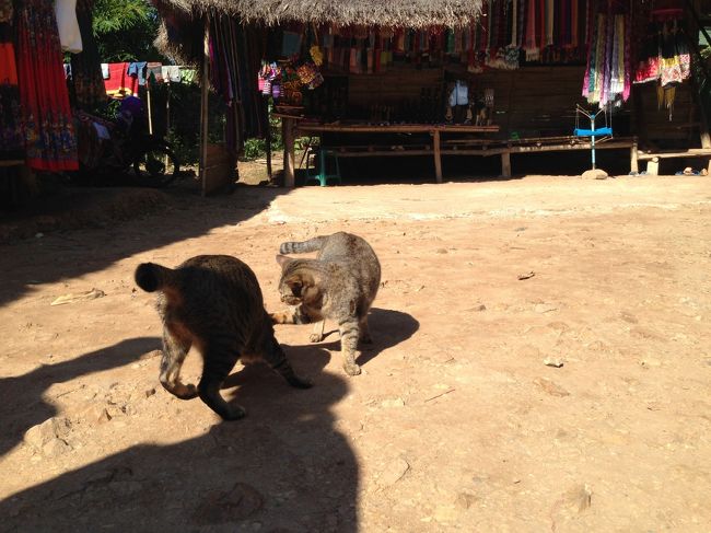 土にシーバの匂いが付いているのか<br />まだバトルしていた<br /><br />『猫が取り合いするくらい<br />そんなに美味しいものなら<br />子供にくれませんか？』と<br />先ほどの幼いお母さんに頼まれたが<br />『シーバは猫用なんで毒ではないですが<br />人間にはちょっと・・・。』<br />ってガイドさんを通して断ると<br />『猫が食べられて<br />人間が食べられないものが<br />世の中にあるんですか？』って<br />驚いておられた。<br /><br />持って来たお菓子も<br />子供さんたちに渡してしまって<br />もうなくなってしまってたので<br />申し訳なかった。<br />飴はこの月齢の子には<br />危なくて、お渡しできないし<br /><br />次に来させていただく機会があれば<br />『ビスコ』とか『アンパンマン煎餅』など<br />小さい子でも食べられるものを持ってきます<br /><br />