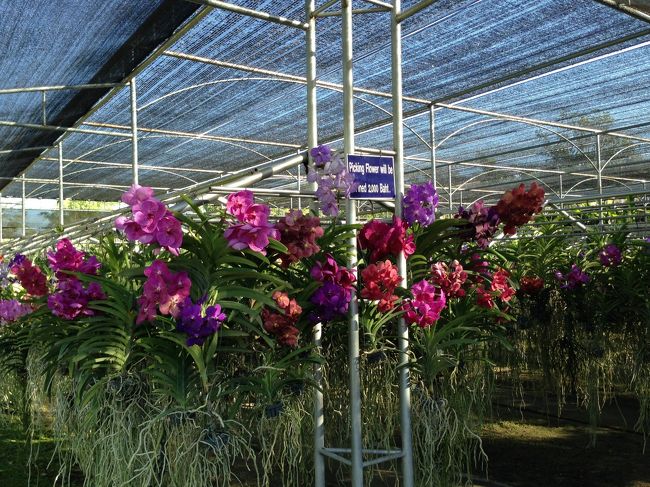 <br /><br />蘭の培養の仕方など<br />園の方にデモンストレーションしてもらった