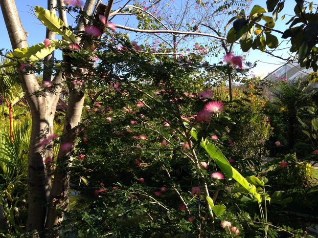 赤いネムの木<br /><br />うちの庭のは白いネムだが<br />こんなに元気じゃないなあ