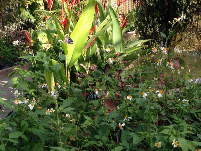 蘭園の中には蝶々もたくさんいた