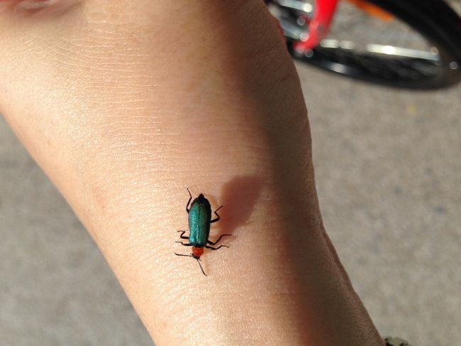 ババアの手にきれいな虫が<br /><br />虫しか寄り付かない齢になってしまったか<br /><br />