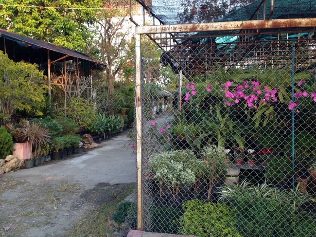 ジンジャイマーケットの斜め向かいに<br />植物市があるって地図に書いてあったので<br />行ってみたが<br />休業中なのか人はいない