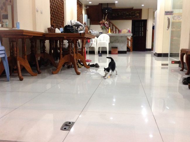 ロティ屋さんの隣で<br />ニャンコ発見<br />退屈してたのか<br />のびーーーーをしたあと<br />近づいてきてくれた<br />私の相手をしてくれる？