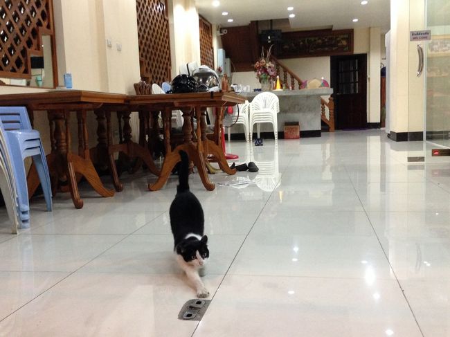 再び<br />のびーーーー<br /><br />可愛いなああ<br /><br />お家の方の許可がいただけたので<br />シーバタイム