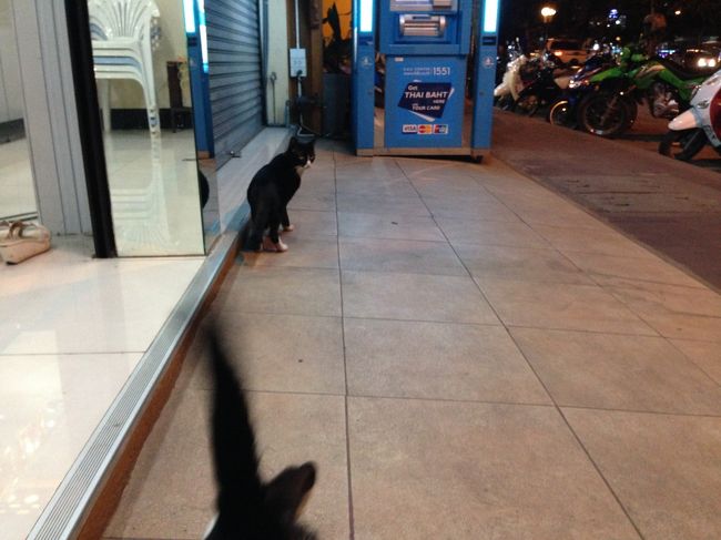 シーバの力は流石<br /><br />他の子も来てくれた