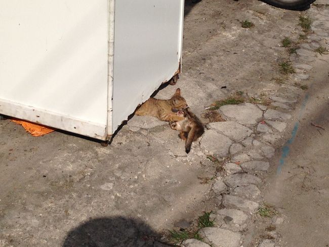 子猫の取っ組み合いしてる姿って<br />ホント可愛い<br /><br />これくらいになると<br />拾ってもかなりの確立で助かるから<br />安心してみていられる