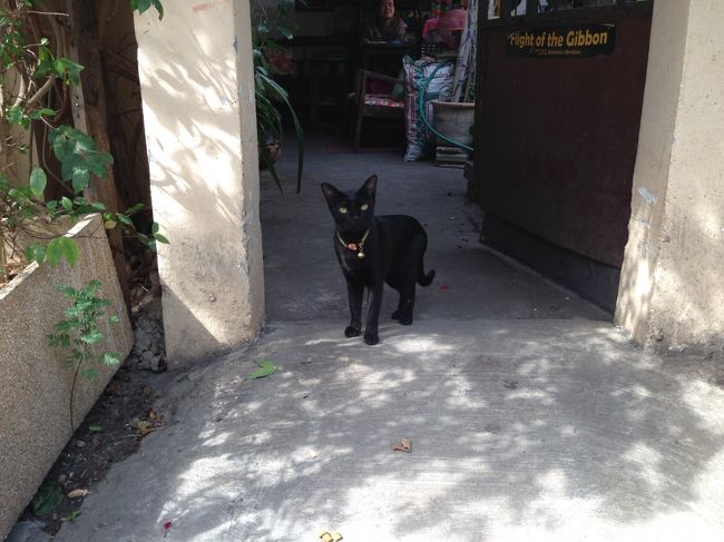 マッサージ屋さんの向かいで<br />黒猫ちゃん発見