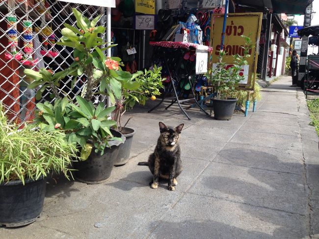 マッサージ後も<br />お店の前に猫ちゃんがいたので<br />シーバ