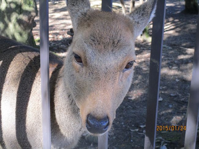 しかさん、こんにちは。