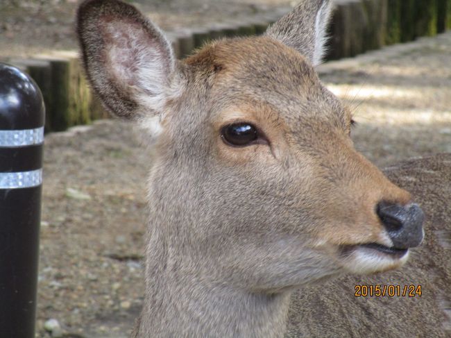 しかさん。カメラ目線。