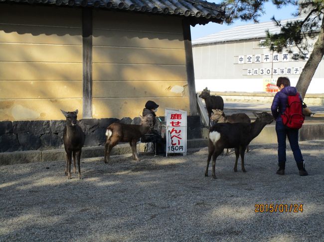 せんべい買ってくれ。<br />しかさんも営業中。