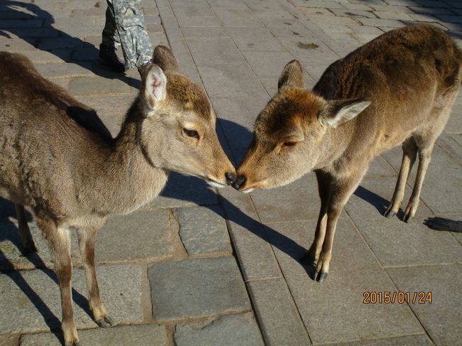 仲良し、しかさん。