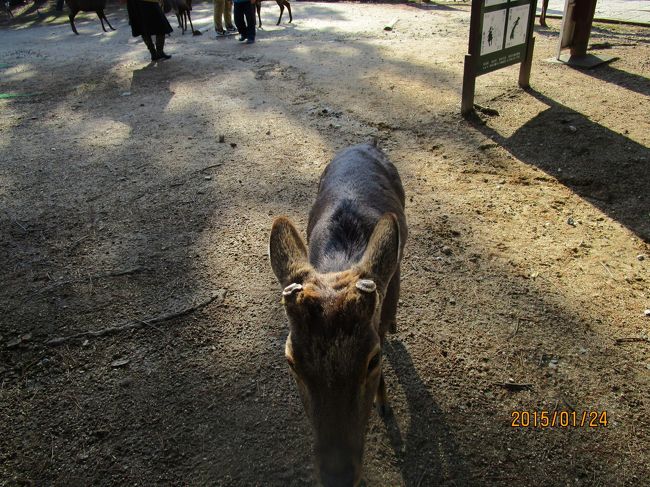だーるまさんが、