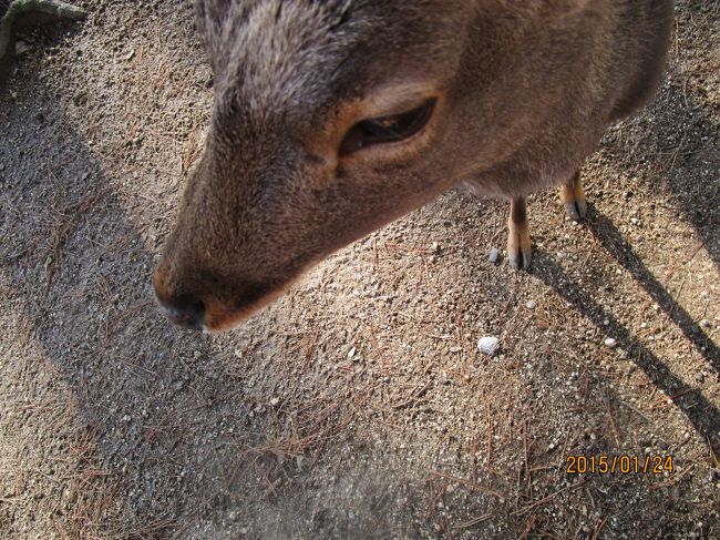 だーるまさんが、