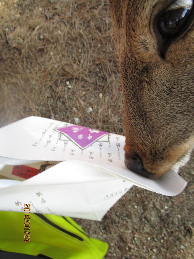 おみやげにかぶりつくのはやめてくれ〜。