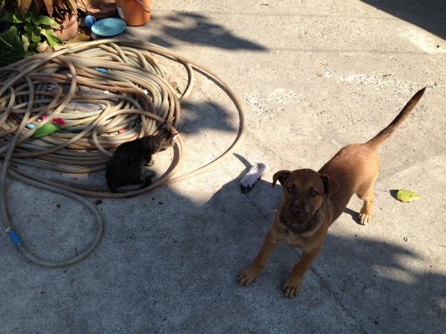 船着場付近では<br />ワンちゃんや猫ちゃんが<br />たくさんいた