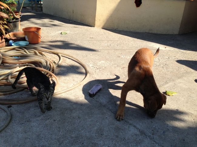 シーバタイムなのだが<br />ワンちゃんが猫ちゃんの分も<br />ものすごい勢いで食べてしまう<br /><br />犬がキャットフード食べて<br />大丈夫かなあ