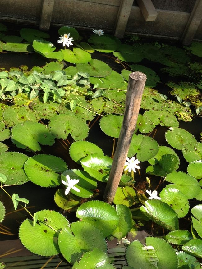 蓮かなあ？<br />きれい<br /><br />