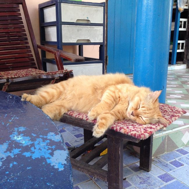 ＯＴＯＰという看板の近くで<br />お昼寝してる<br />中毛のアカキジ<br /><br />もう　可愛すぎてメロメロ<br /><br />ポイントは右後ろ足<br />テーブルにのせてるんです