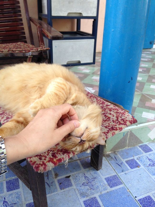 ナデナデもさせてくれる<br />おりこうさん<br /><br />もう<br />つれて帰りたいくらい君の虜だよ