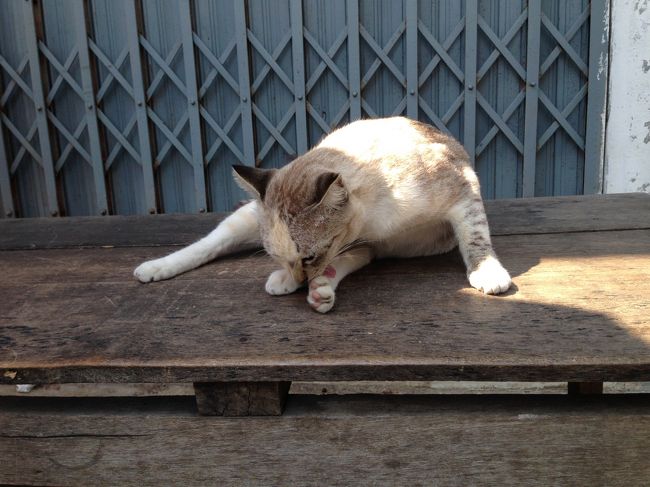 毛づくろい中のこ