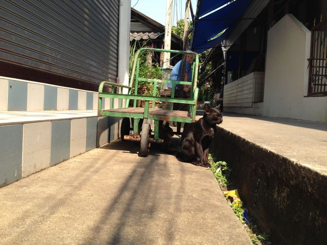 黒猫ちゃん<br />ツヤツヤだねえ