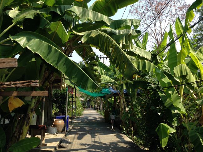 自転車ロードのうえには<br />バナナが生い茂ってる