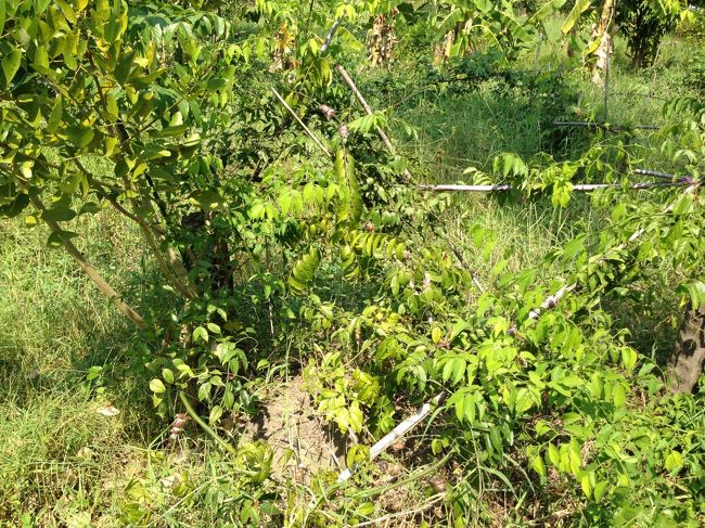 株を増やすのか取り木中？<br /><br /><br />