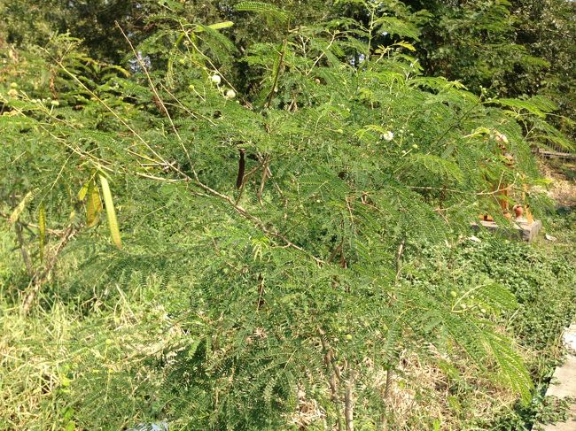 ネムの木？<br />豆の鞘もなってる