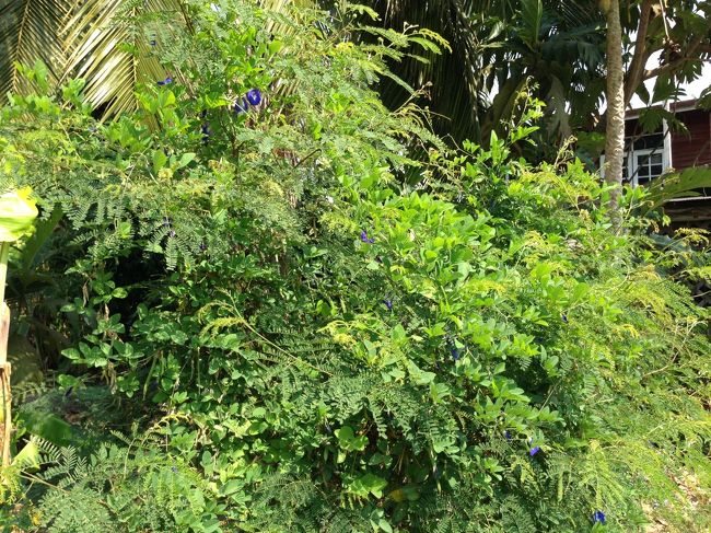 シャンプーとかになってる<br />バタフライピーの花<br /><br />お菓子の着色料に使うのかな？