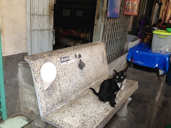 クレット島を後にして<br />喉元の白がポイントの可愛い子