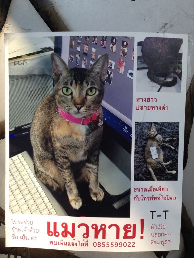 ラチャテウィー駅前に貼ってあった<br />探し猫のポスター<br /><br />体の特徴までしっかり書いてある<br /><br />こっちを見つめるまっすぐなまなざしは<br />飼い主さんに向ける信頼の証し。<br /><br />見つかってるといいが・・。<br />飼い主さんにとっては宝物なんだよね