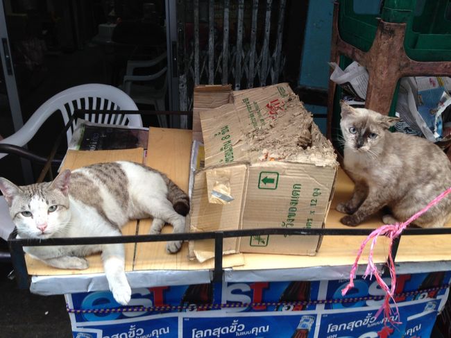 ラチャテウィー駅北西の市場にて<br /><br />ここも猫ポイントなんだよね<br /><br />16：15ホテルに戻って荷物を取って<br />スワンナプームへ向かう<br />ホーチミン経由で福岡に戻ります<br /><br />次女は今朝、寝坊して<br />朝補習に間に合わなかったらしい。<br /><br />やっぱり、<br />あんまり母親が遊び呆けてると<br />いかんなあ