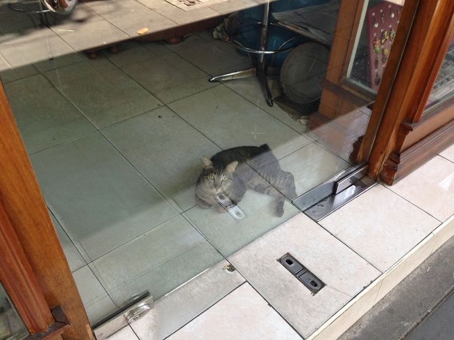 切手屋めぐりの途中<br />宝石屋さんの店先で<br />猫ちゃんが店番していた<br /><br />トラキジって柄は遺伝子強いのか？<br />うちの近所もトラキジだらけさ