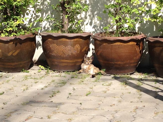 ジムトンプソン・アウトレットの<br />お店の正面で<br /><br />招き猫ちゃん<br />まだ 子猫