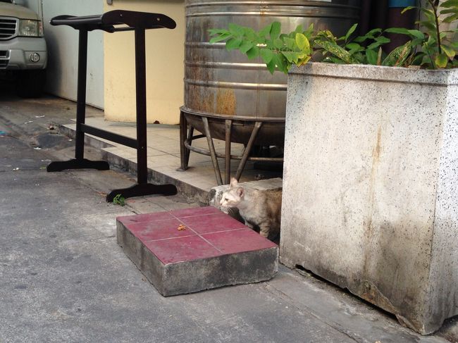 シーバをあげたが<br />警戒している様子