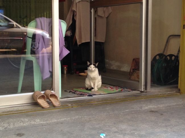 バンジャーク駅付近にて<br />別の猫<br /><br />鉢割れちゃん