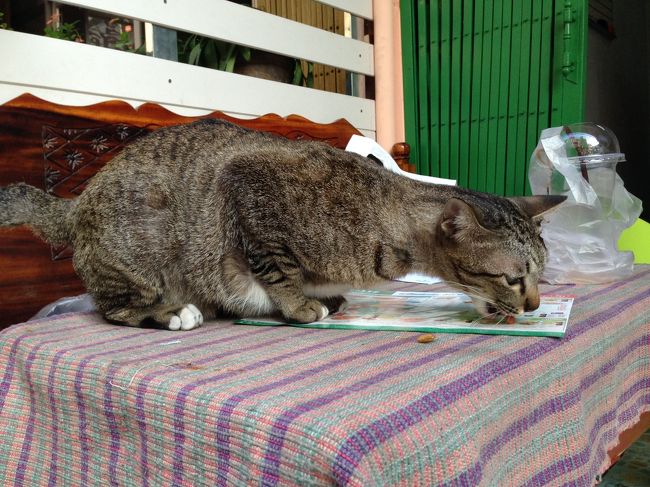 さらに別の猫ちゃん<br /><br />バンジャーク市場や駅付近には<br />猫ちゃんがたくさんいる模様