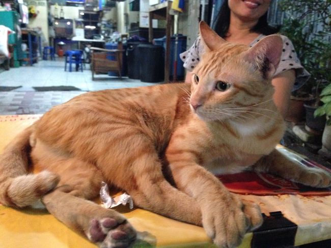 「写真とってもいいですか」って<br />飼い主さんに尋ねると<br />飼い主さんも得意げに<br />快諾してくださった<br /><br />ほれぼれするくらい<br />トラを感じさせてくれる<br />穏やかな男の子<br /><br />小さい時から良いもの<br />食べて育ったんだろう<br />骨格もしっかりしてた