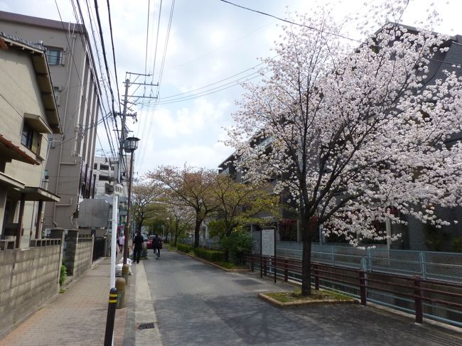 妹の家の近くの桜。